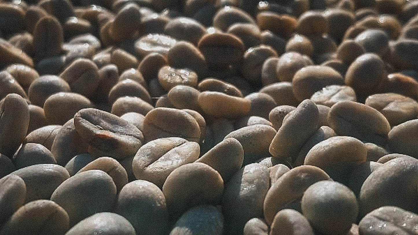 Guatemala - El Naranjo - Washed Bourbon / Caturra