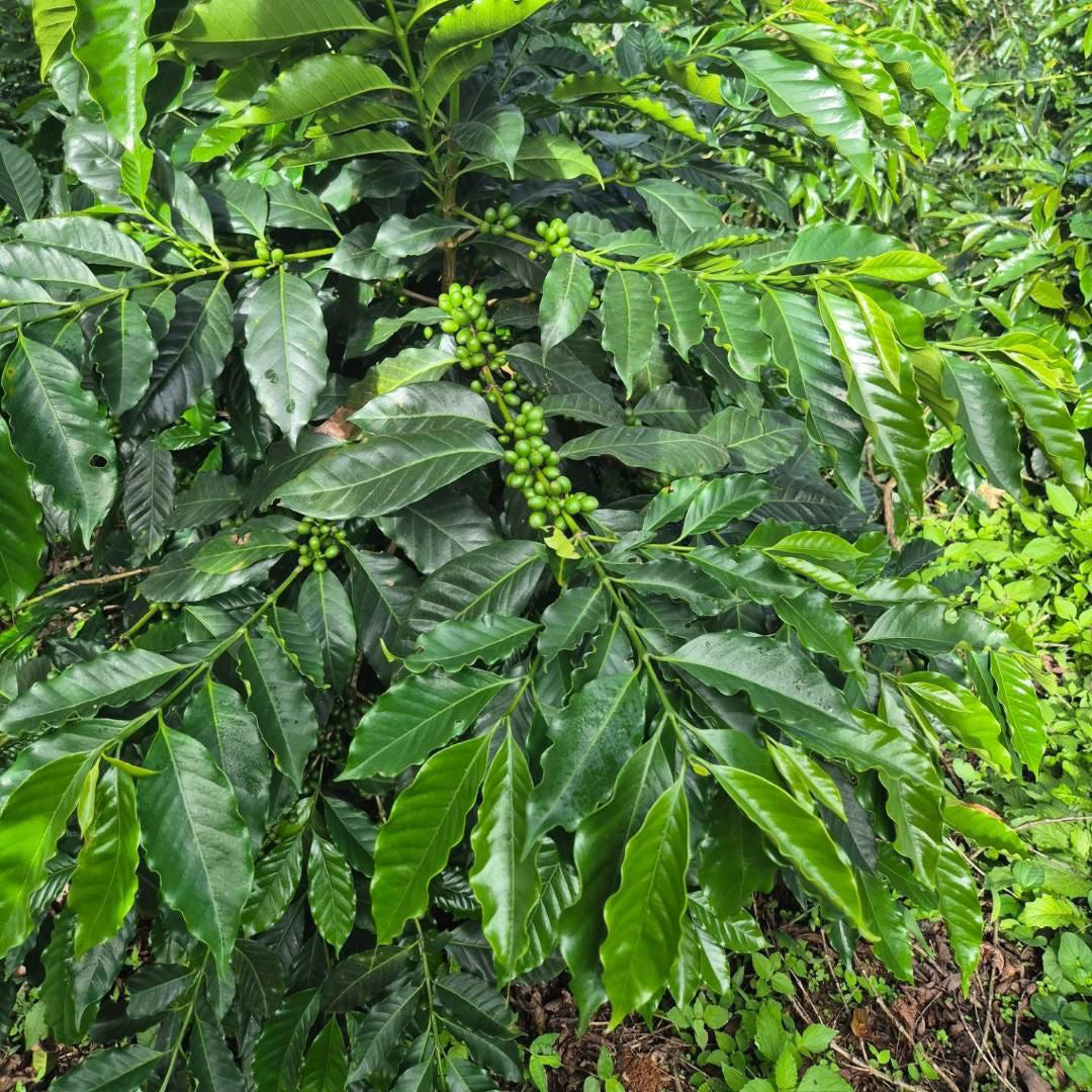 Honduras - El jardín - Honey Parainema