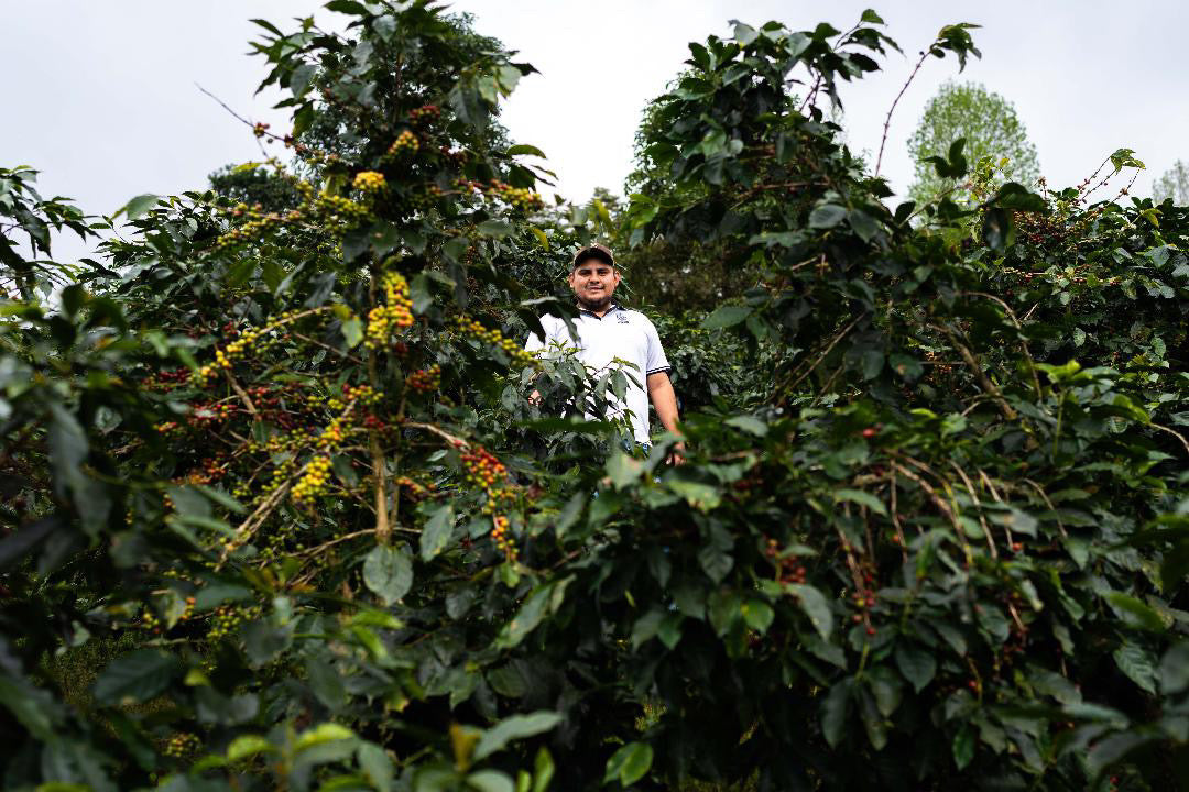 Honduras - El jardín - Honey Parainema