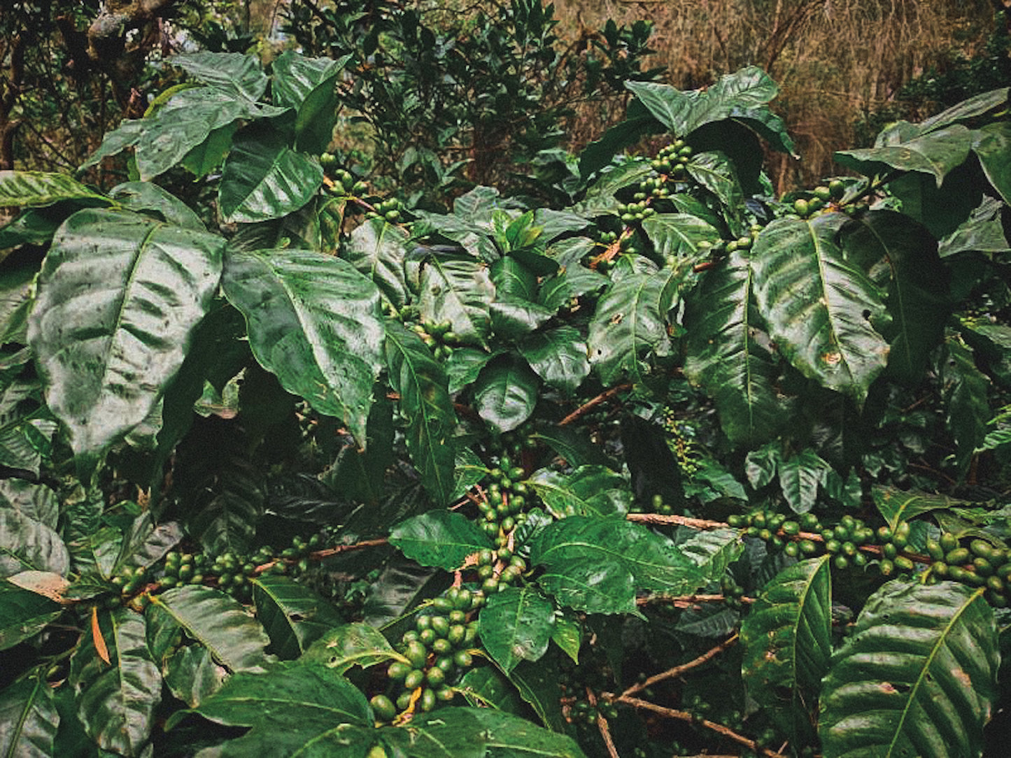 Guatemala - El Naranjo - Washed Bourbon / Caturra