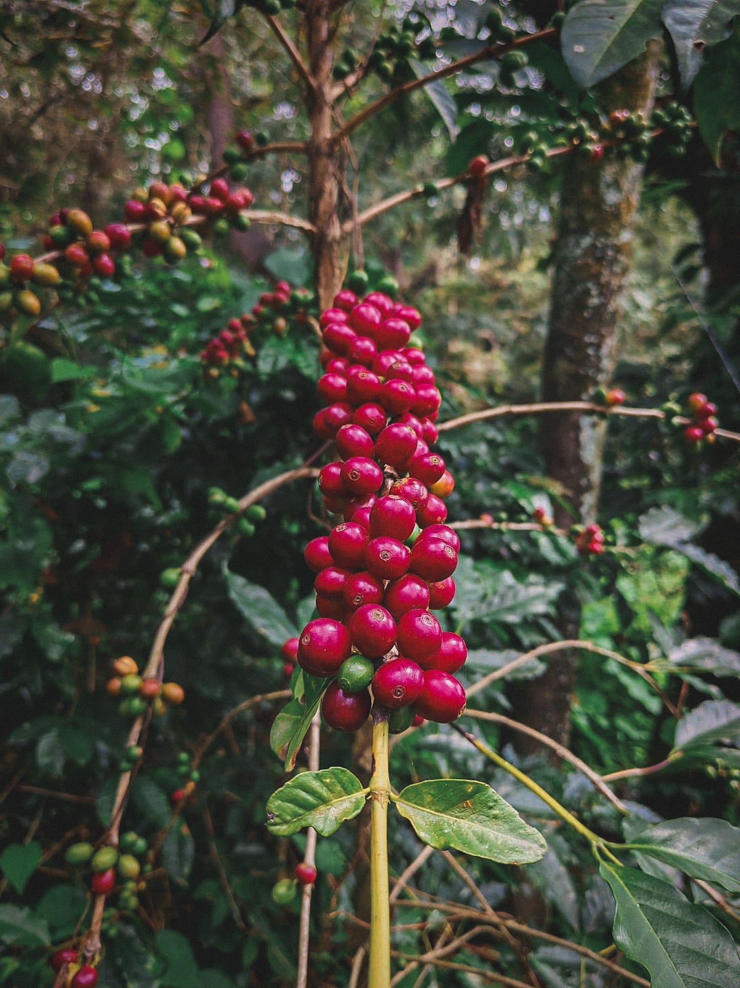 Guatemala - El Naranjo - Washed Bourbon / Caturra