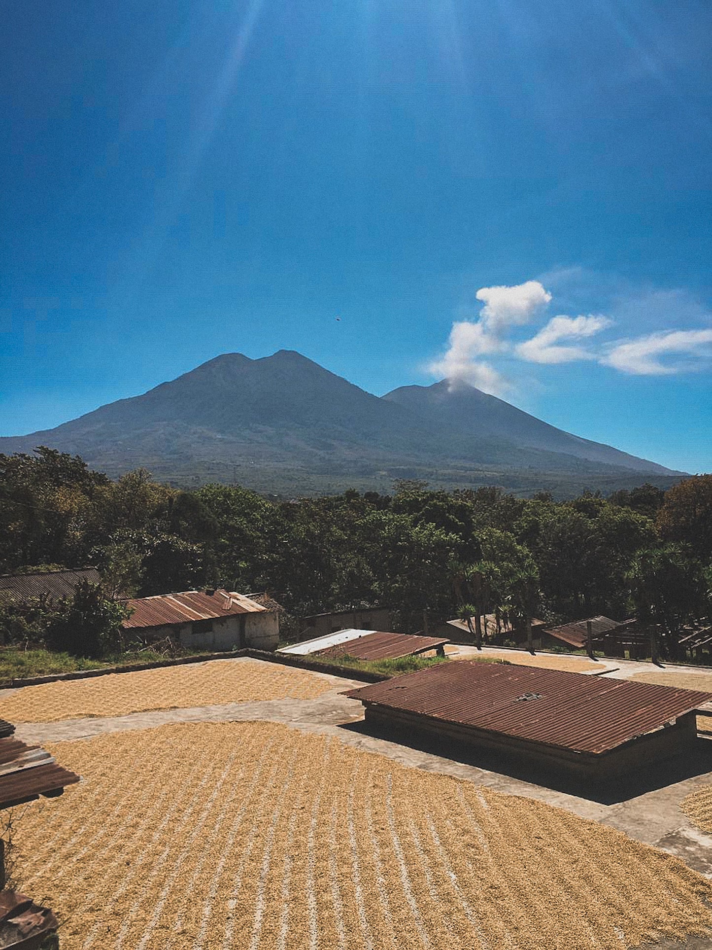 Guatemala - El Naranjo - Washed Bourbon / Caturra