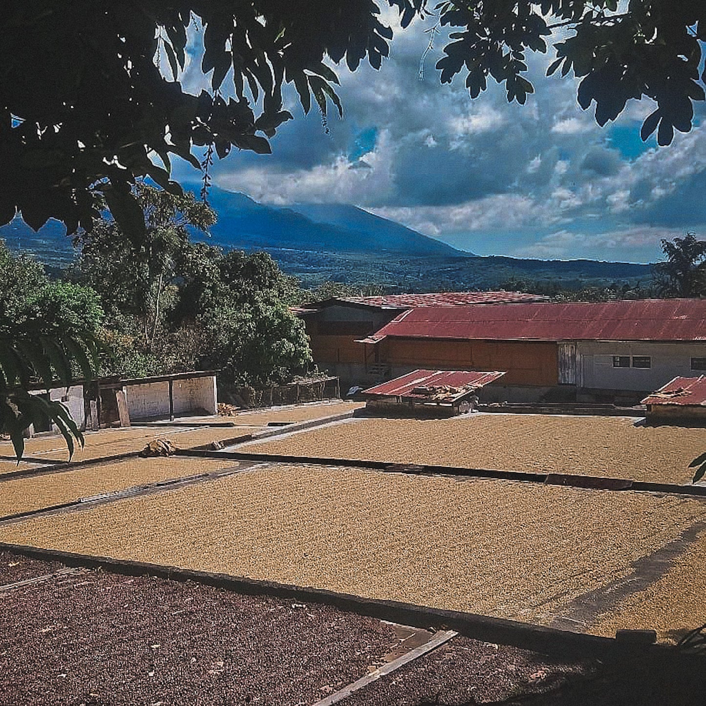 Guatemala - El Naranjo - Washed Bourbon / Caturra